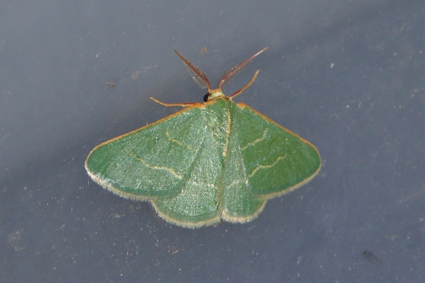 Microloxia herbaria, Geometridae